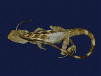 藏品(斯文豪氏攀蜥)的圖片